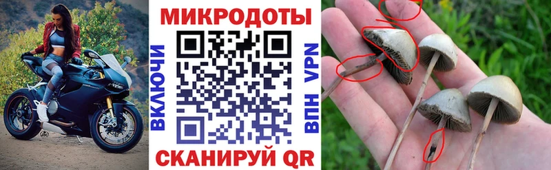 Купить закладки  Новокубанск  Псилоцибиновые грибы мицелий 
